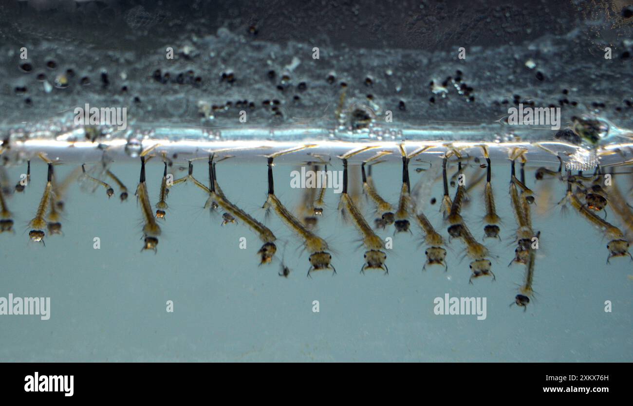 Mosquito Larvae Stock Photo