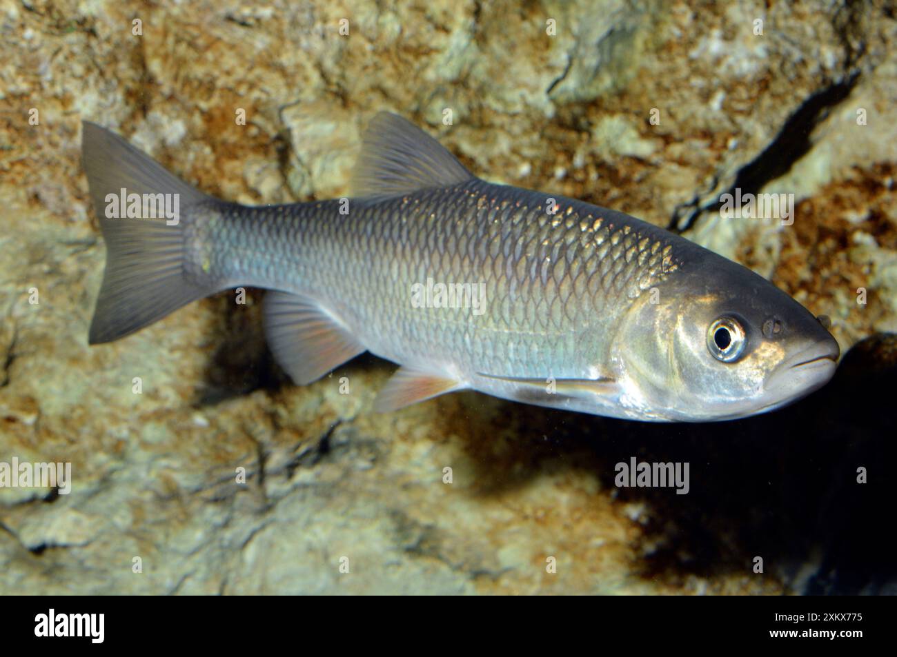 Dace fish hi-res stock photography and images - Alamy