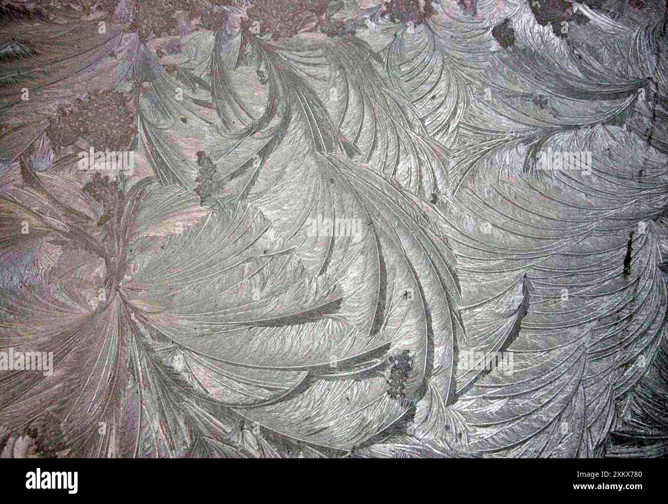 Frost Fans Stock Photo