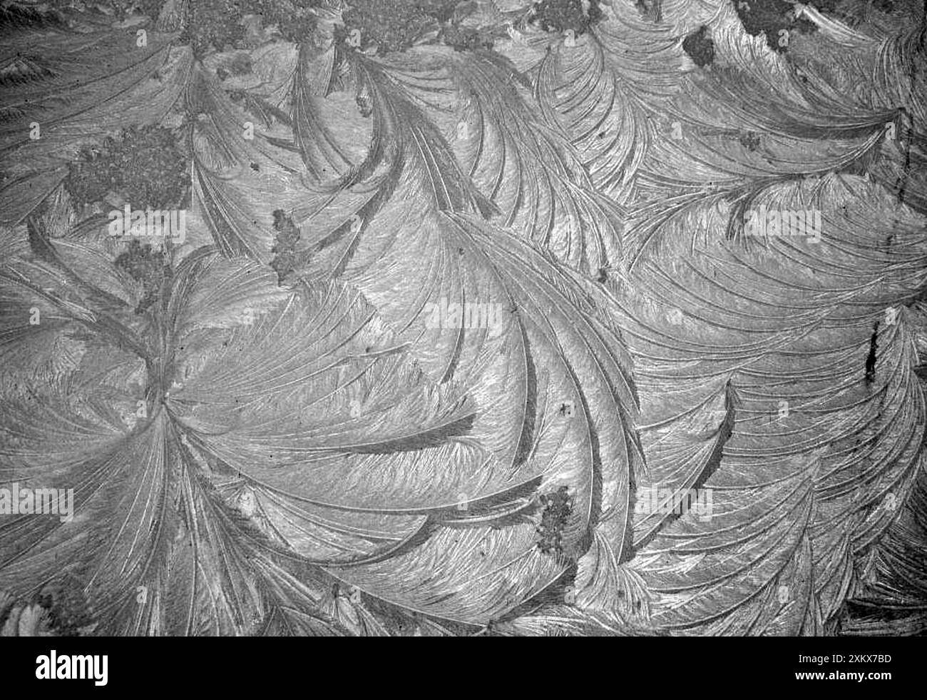 Frost Fans Stock Photo