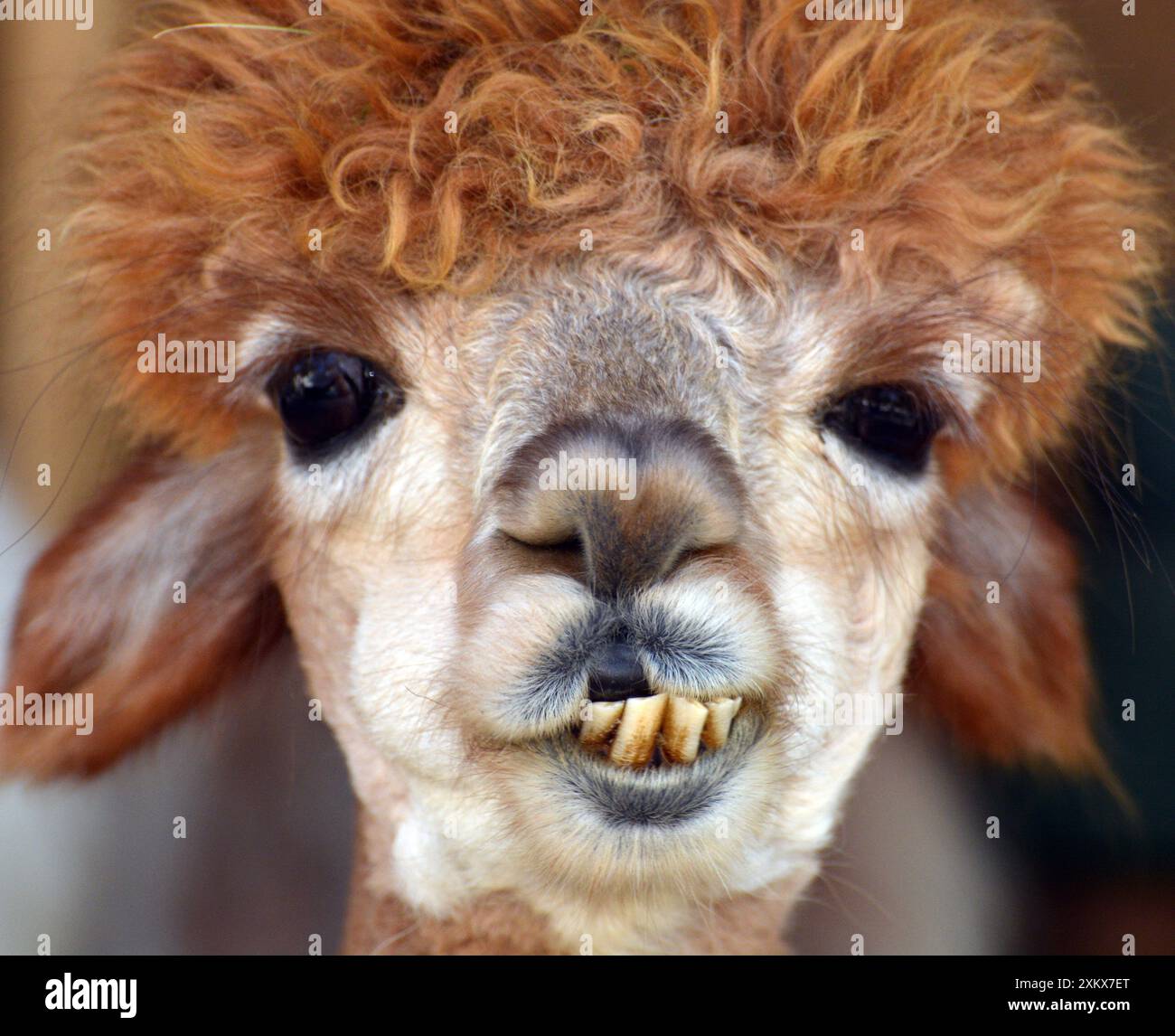 'Poodle-cut' Llama, chewing from side to side Stock Photo