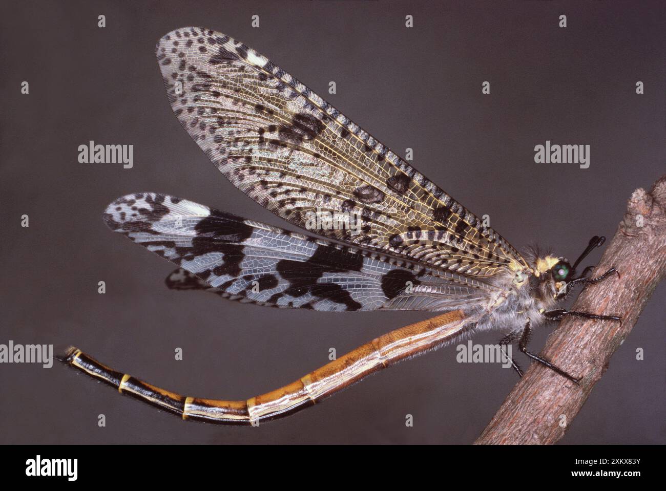 ANTLION - ADULT Stock Photo - Alamy
