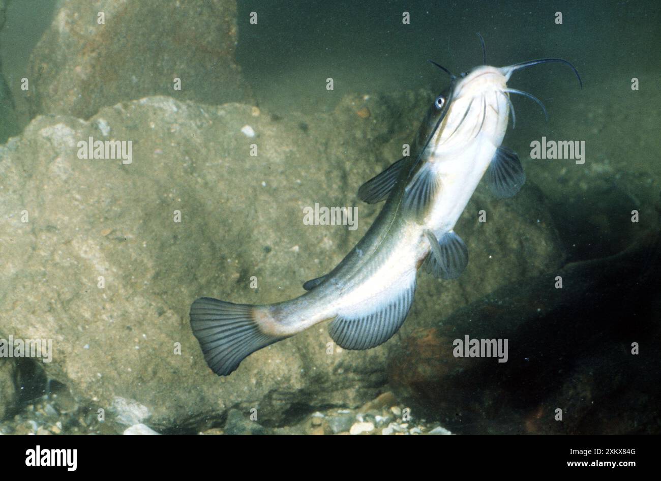 CATFISH - underside view showing barbels around Stock Photo - Alamy