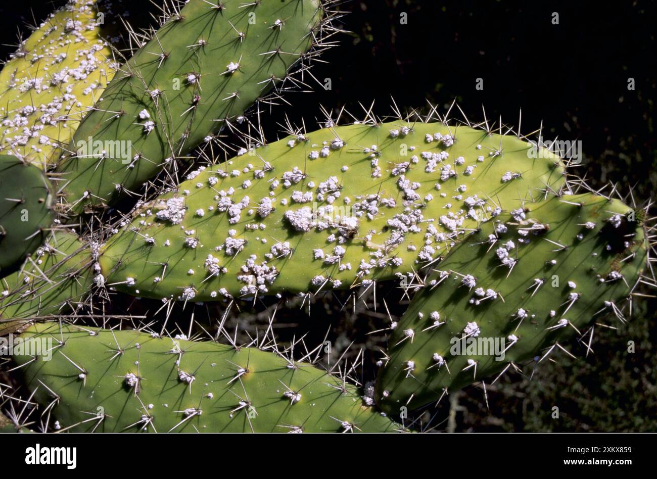 Cochineal Insects - on Prickly Pear Stock Photo - Alamy