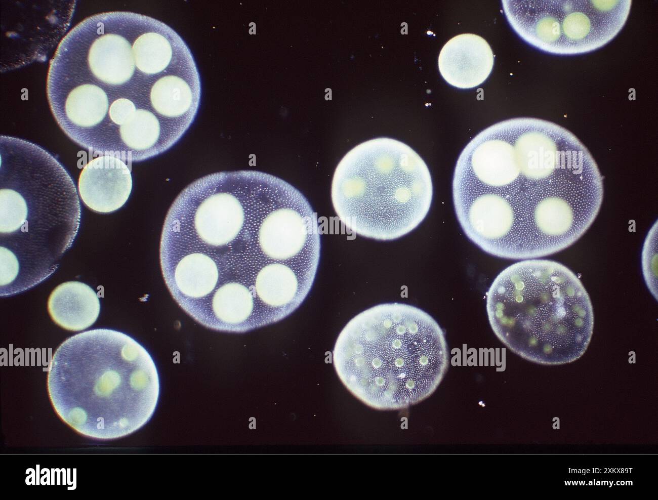 ALGAE - x 20 magnification Stock Photo - Alamy