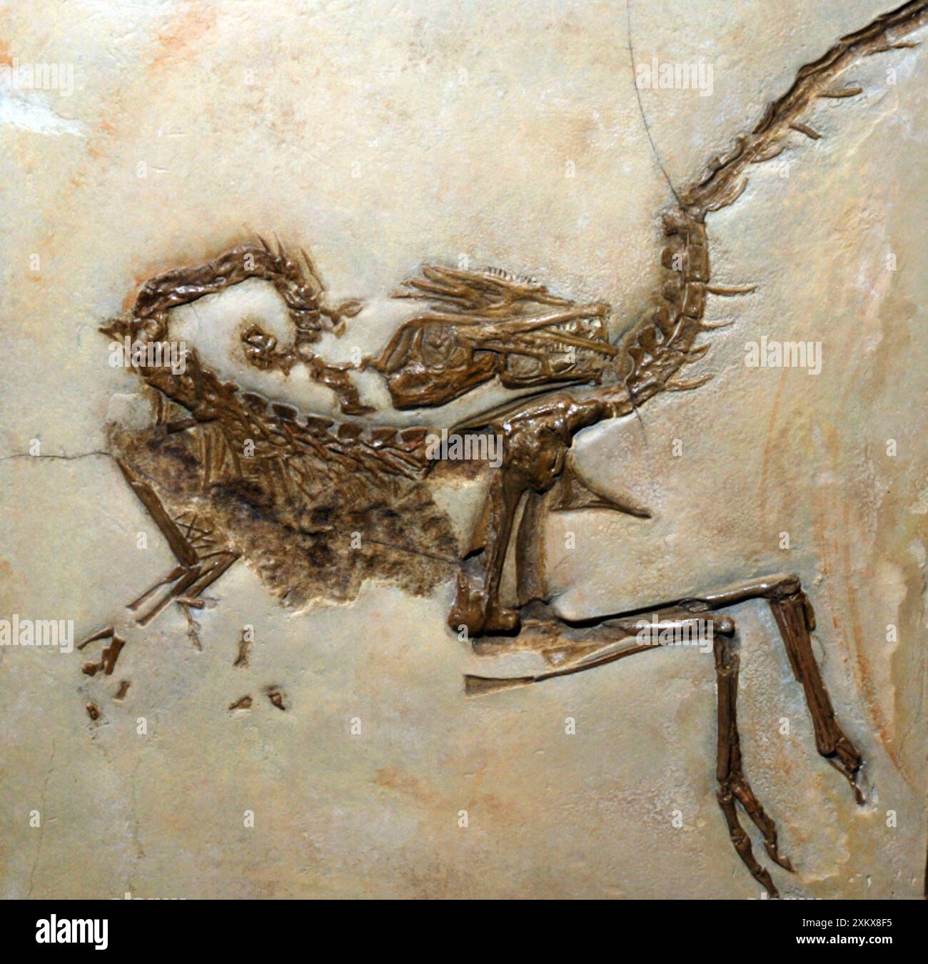 Fossil Bird - like Dinosaur from the Jura Stock Photo