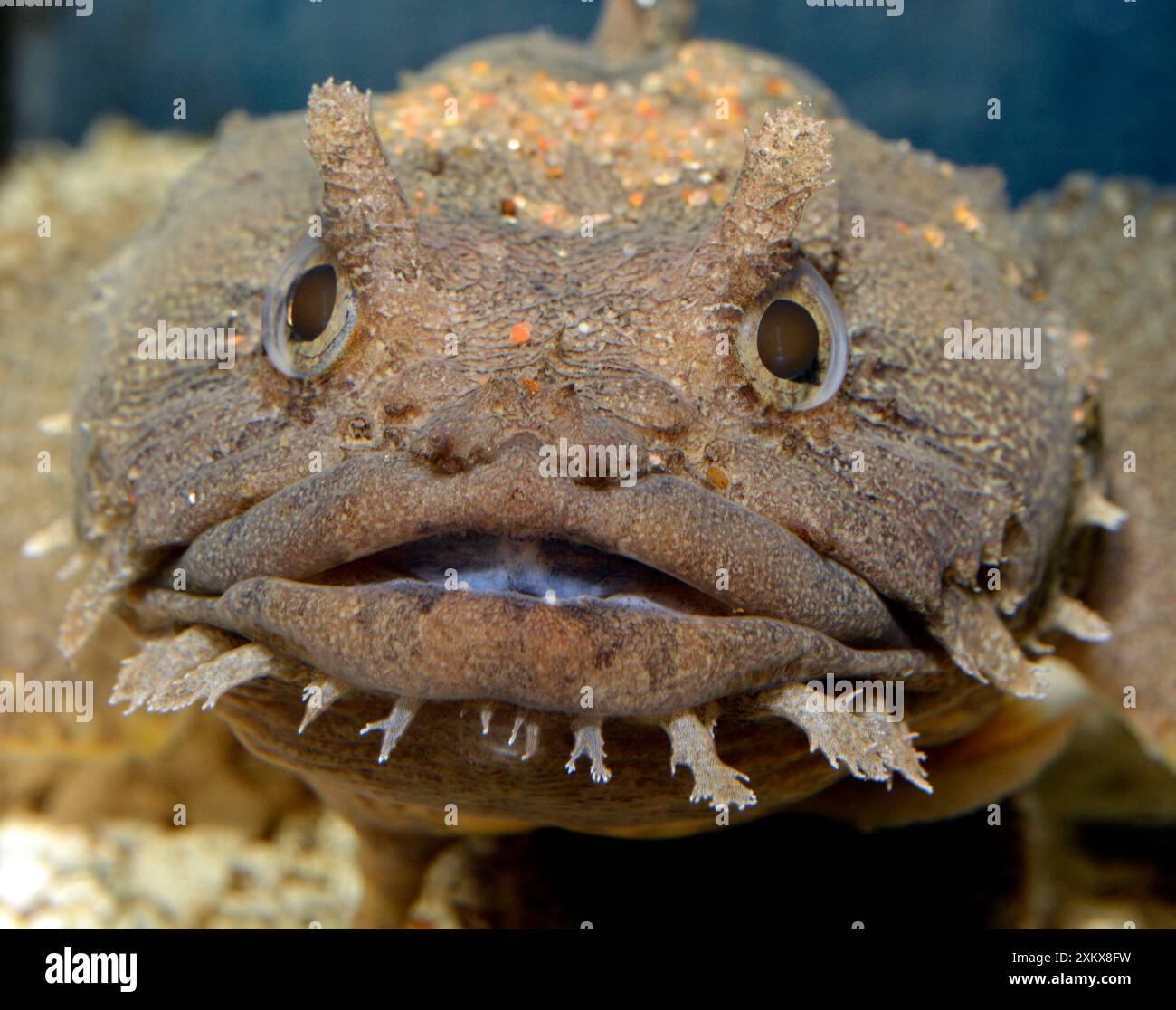 80180126 Gulf Toadfish - lives in shallow water.... Stock Photo