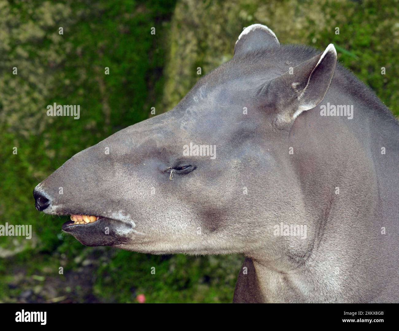 Crying animal hi-res stock photography and images - Alamy, image size:1300x1077