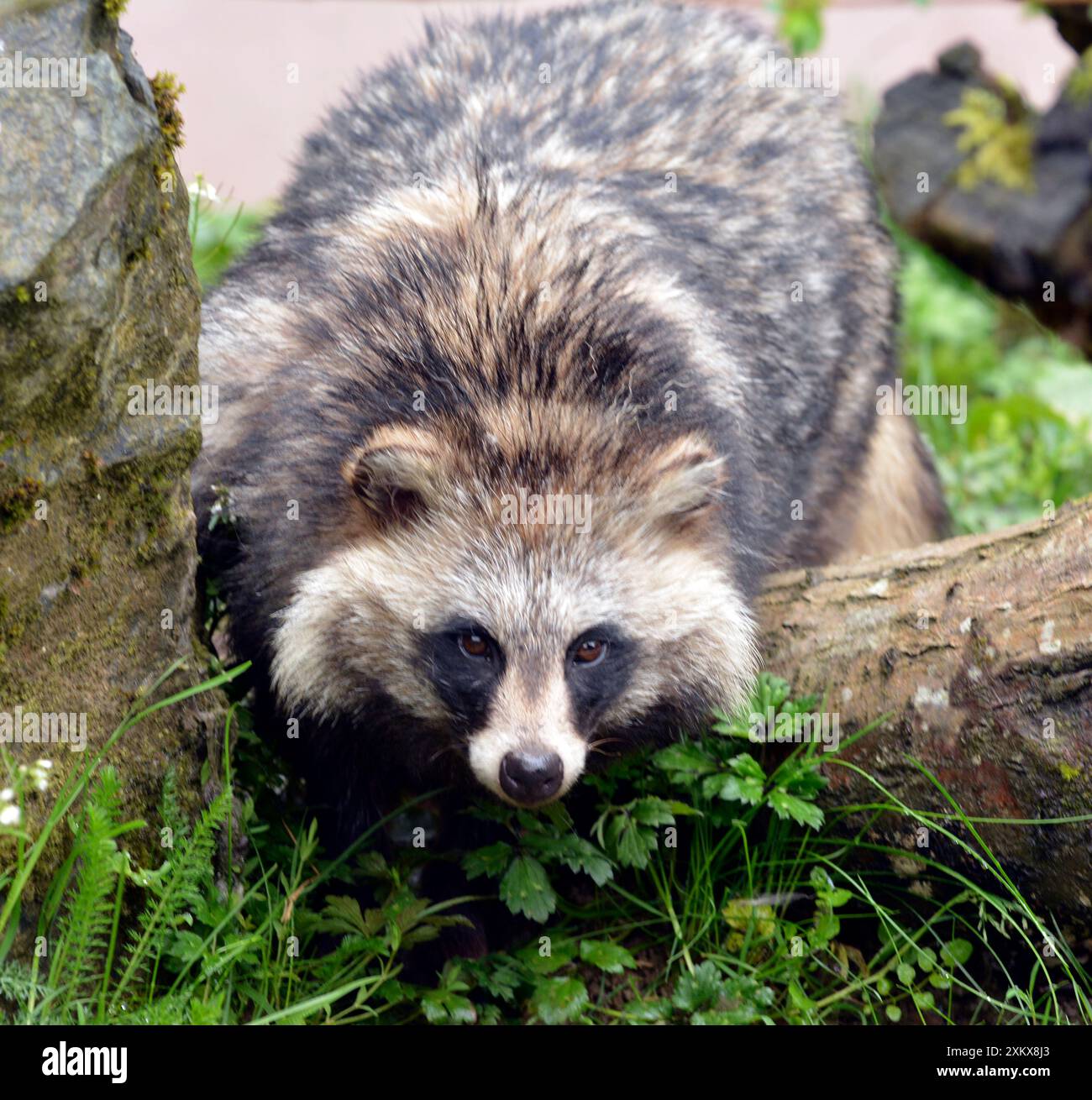 Flying Racoon Asia 80190073 hi-res stock photography and images - Alamy