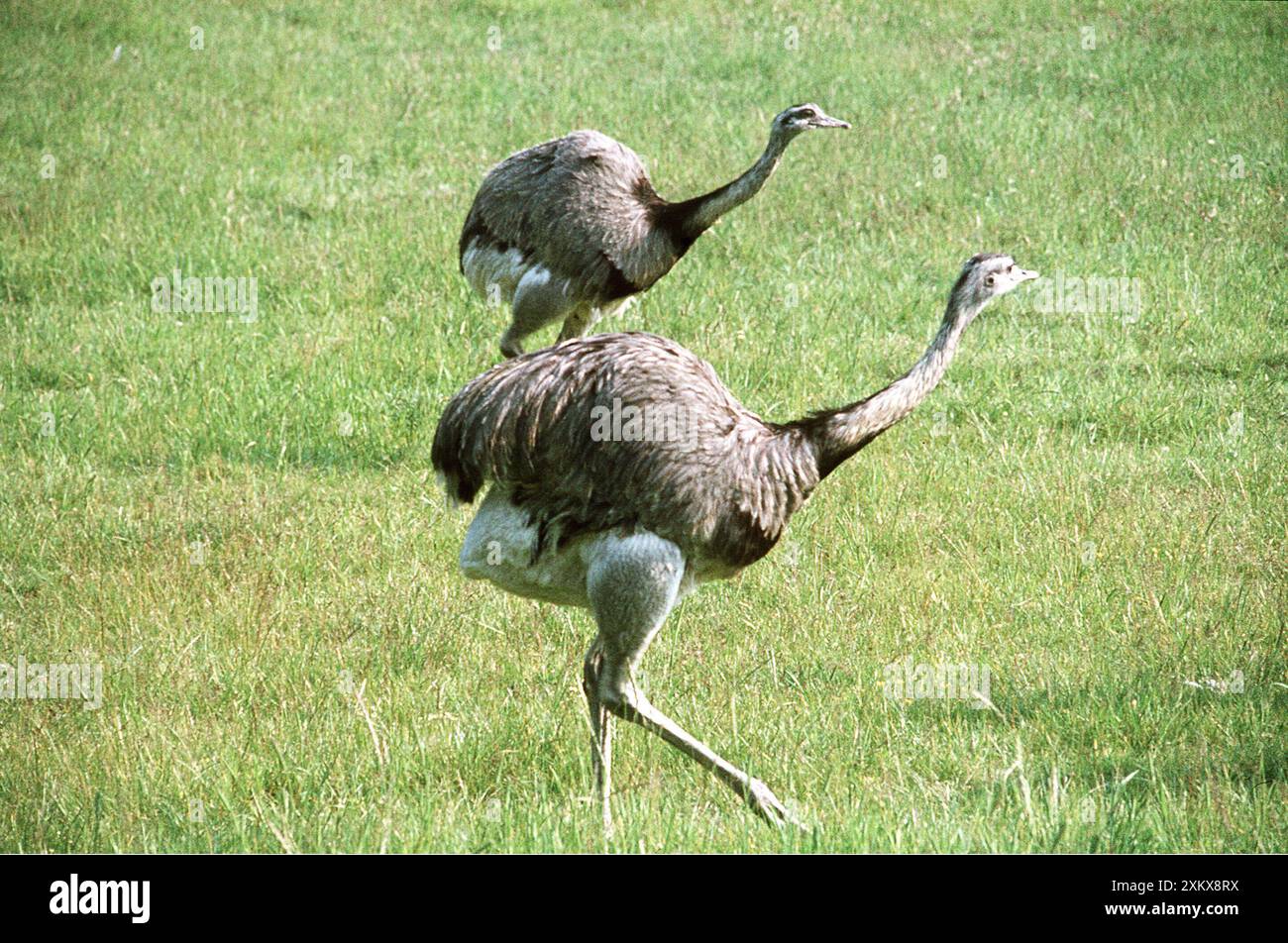 Rhea pair on the hi-res stock photography and images - Alamy