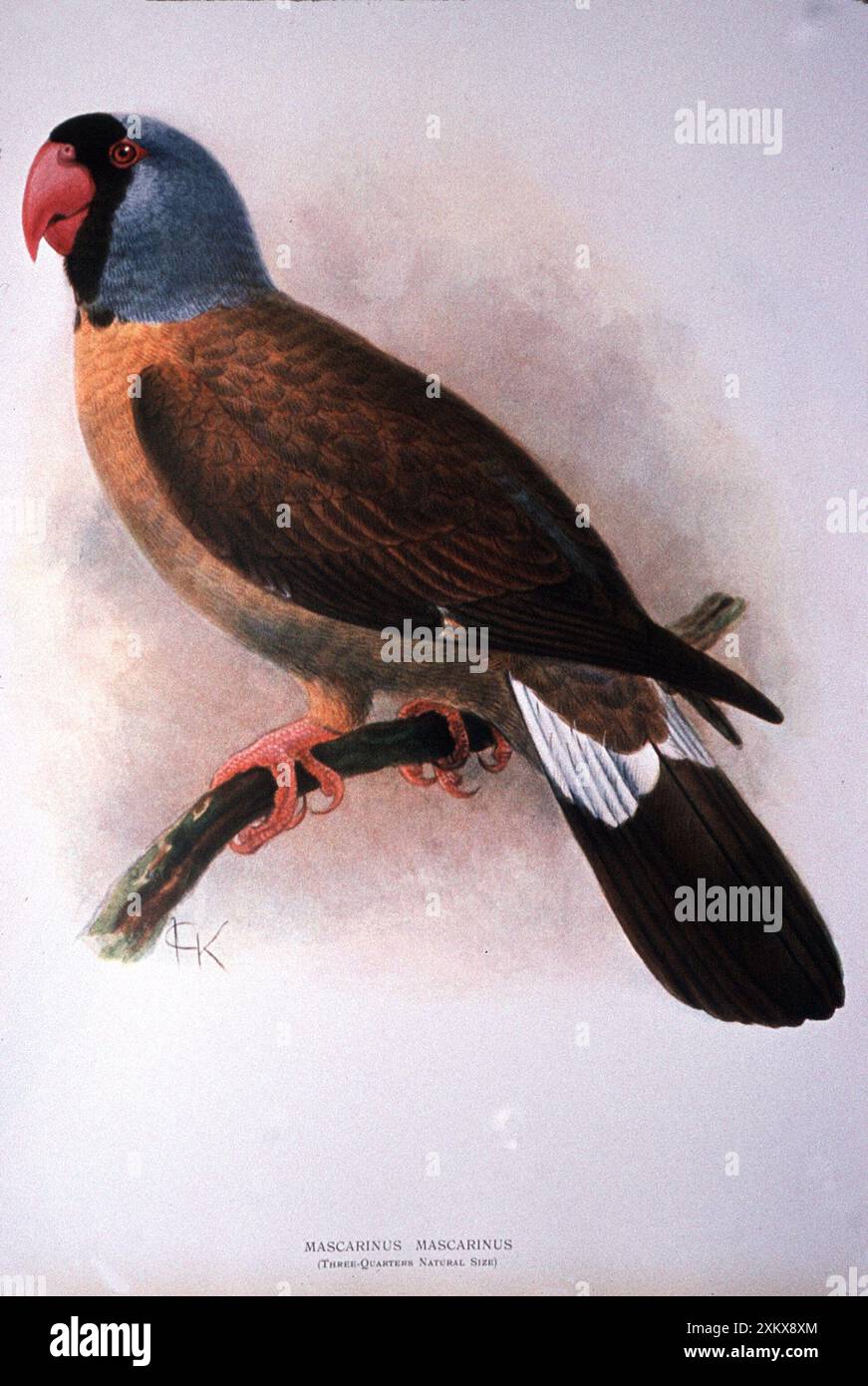 MASCARENE PARROT - Extinct Bird - Illustration Stock Photo - Alamy