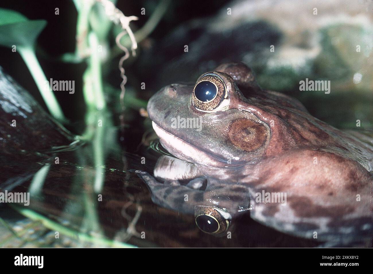 BULLFROG - EARDRUM Stock Photo - Alamy