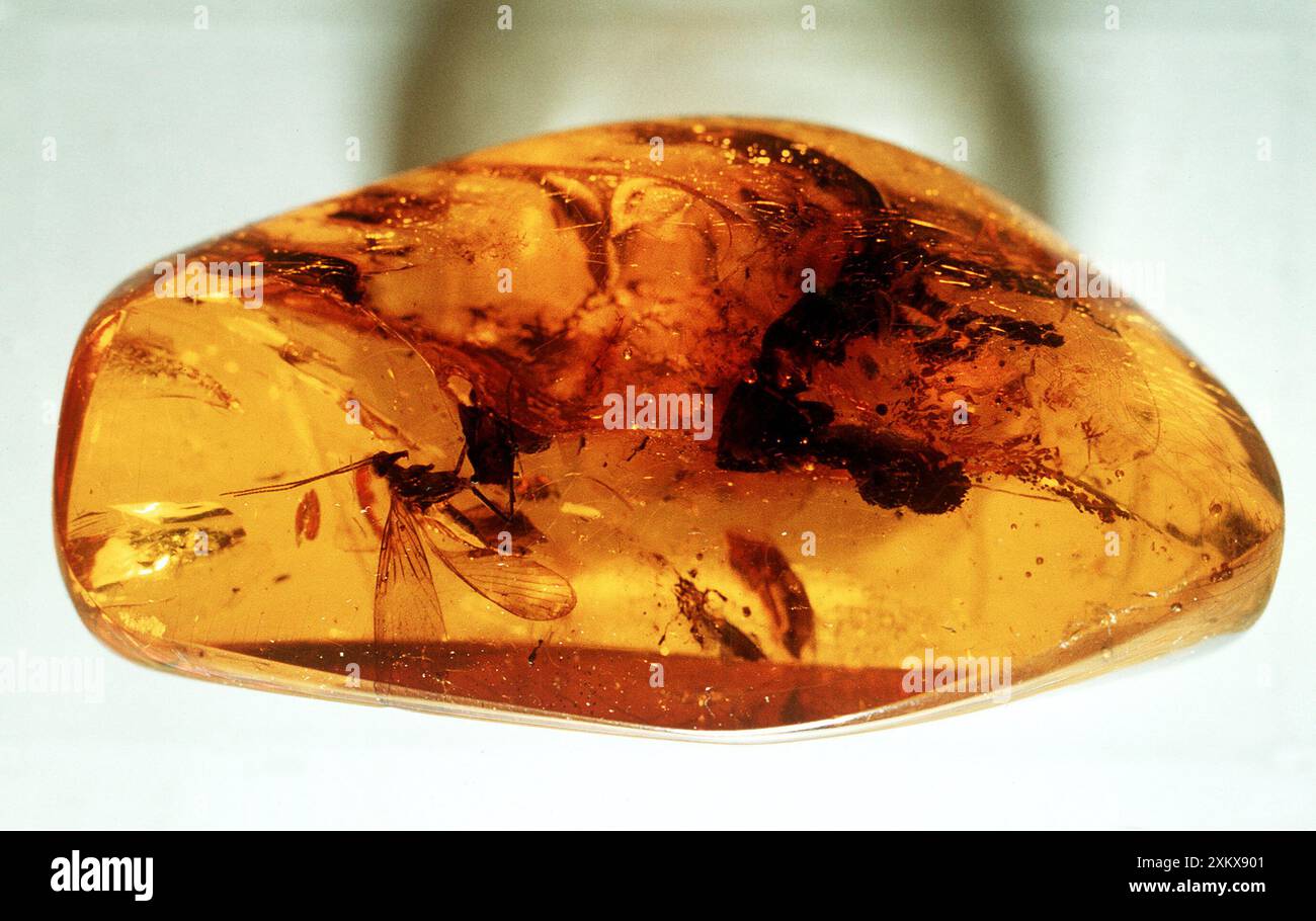Amber containing insects hi-res stock photography and images - Alamy