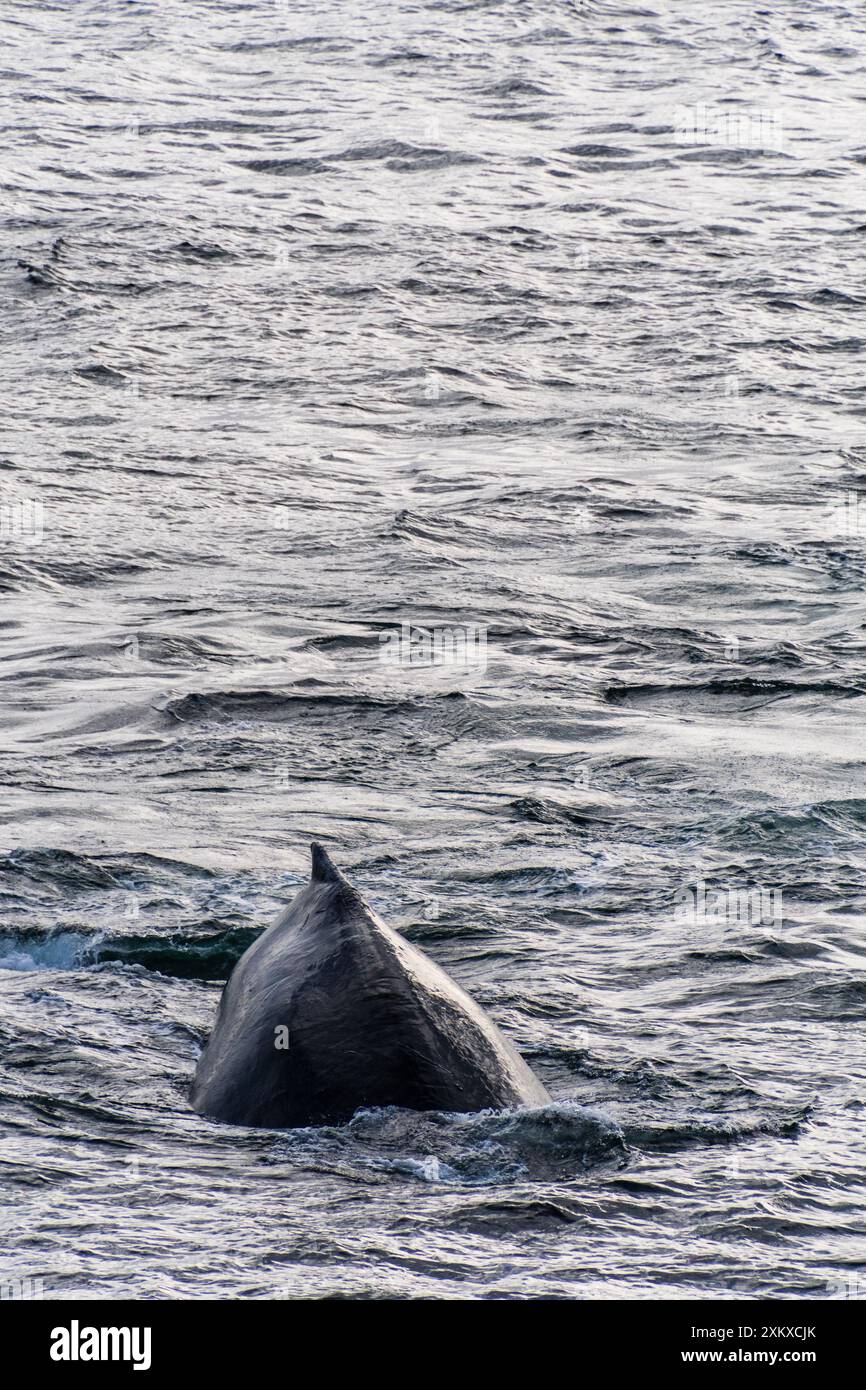 Close-up of the back and dorsal fin of a diving humpback whale -Megaptera novaeangliae. Image taken in the Graham passage, near Charlotte Bay, Antarctic Peninsula Stock Photo