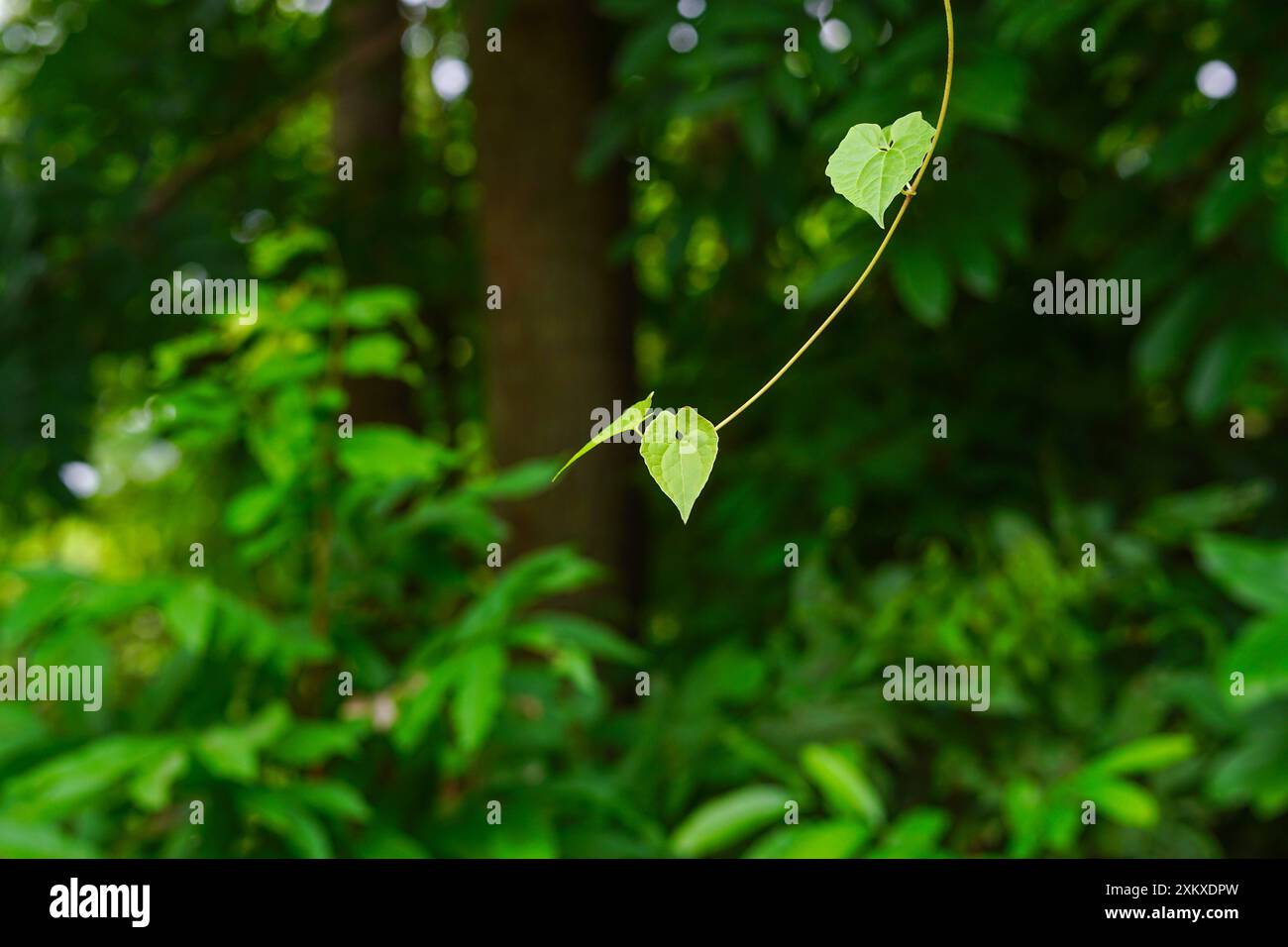 Mikania micrantha is a tropical plant in the Asteraceae; known as bitter vine, climbing hemp vine, Mile-a-minute vine,American rope, Selective focus. Stock Photo