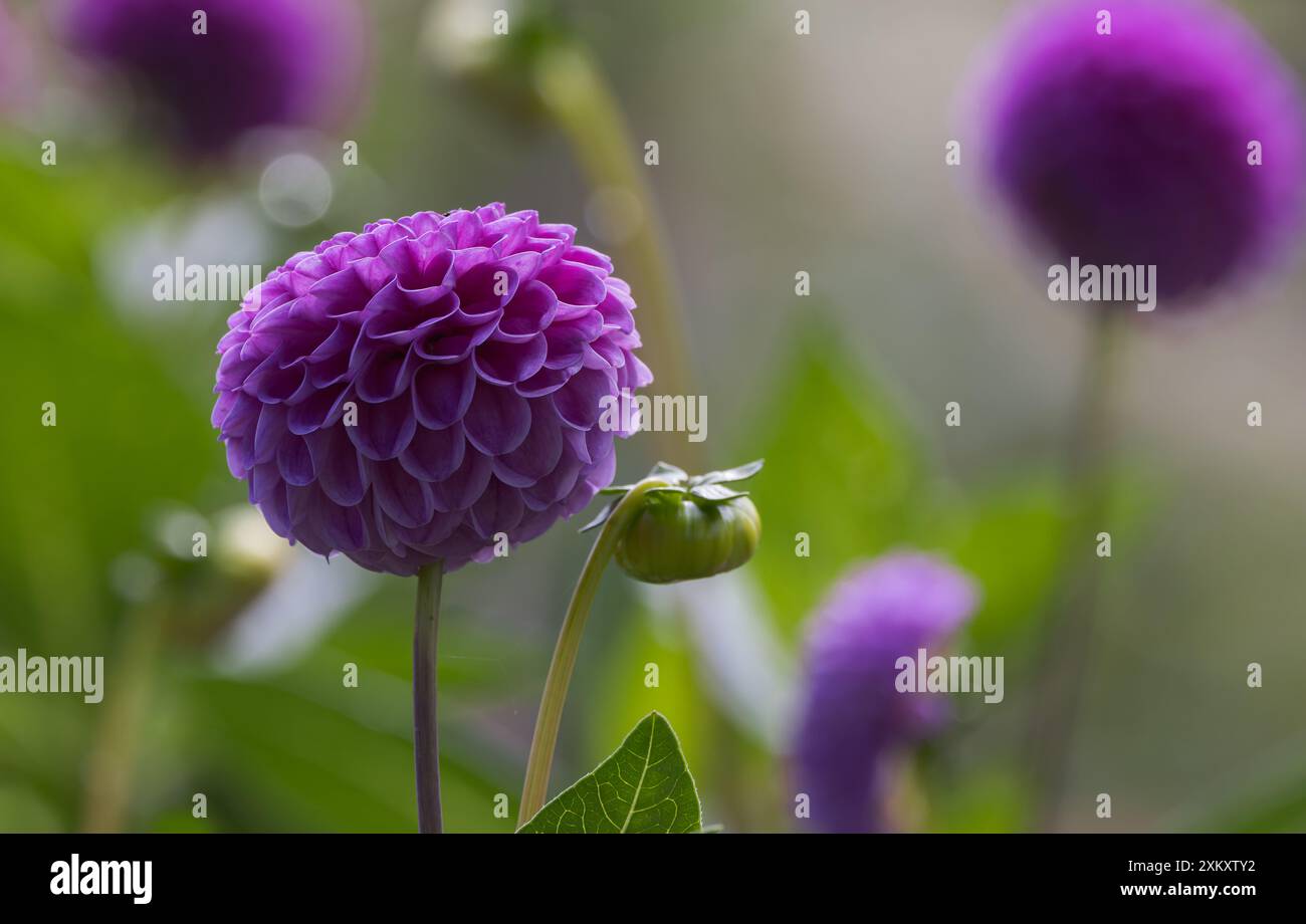 Purple dahlia hi-res stock photography and images - Alamy