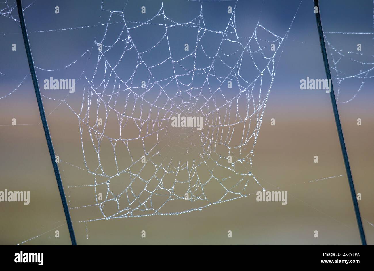 Close up spider's web, cobweb outlined by water drops after a winter rain storm, Queensland, Australia Stock Photo