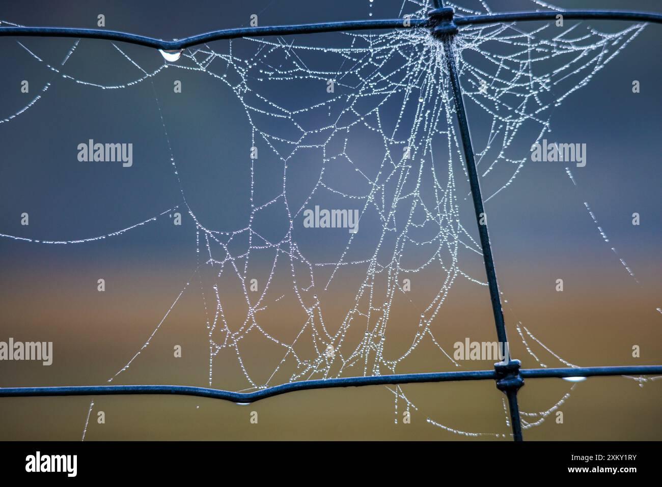 Close up spider's web, cobweb outlined by water drops after a winter rain storm, Queensland, Australia Stock Photo