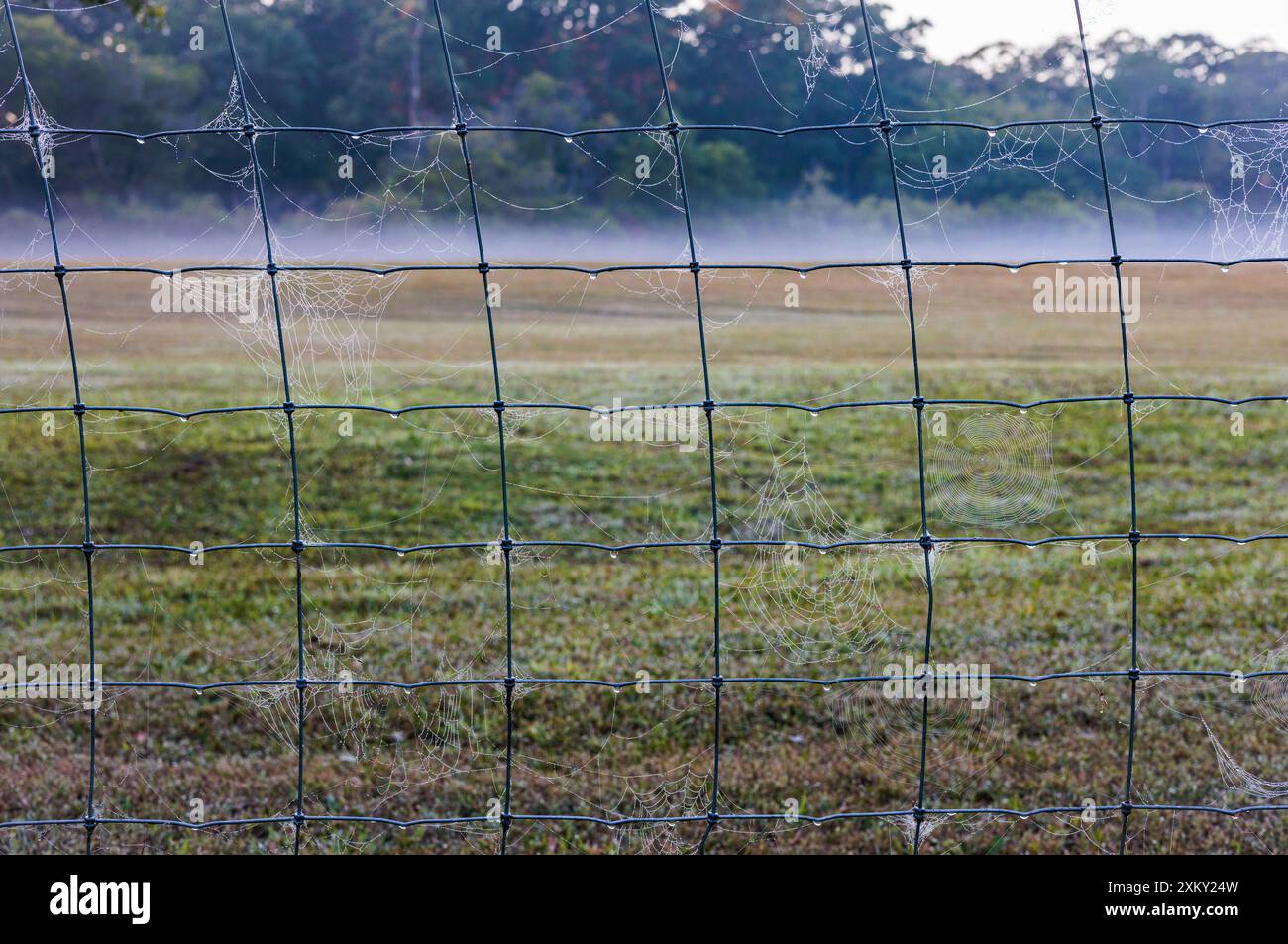 Early winter morning scene after a rain storm in Noosa, Queensland, Australia. Mist lies low above a green field and cobwebs adorn a foreground fence. Stock Photo