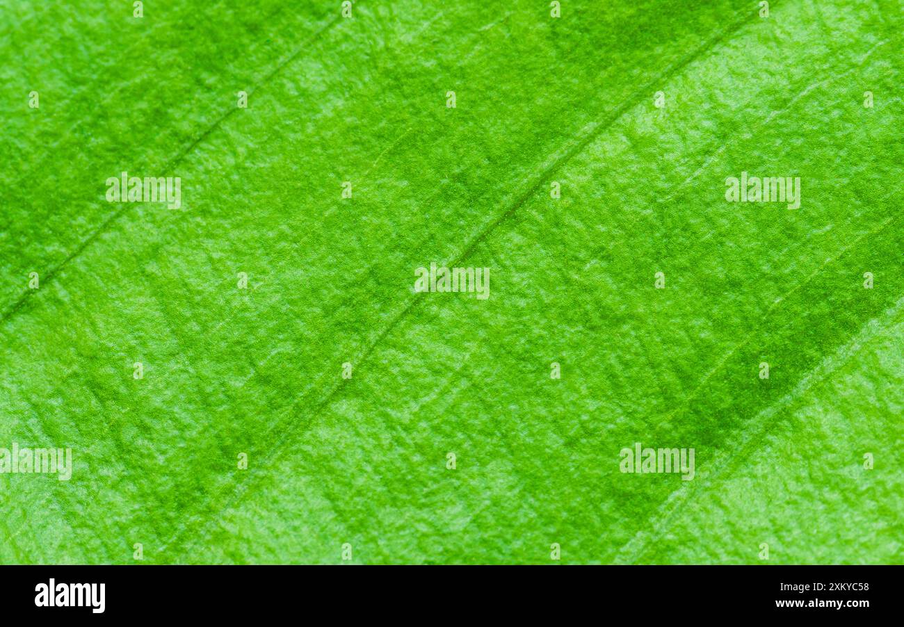 Green leaf texture showing veins forming a natural pattern, full frame ...