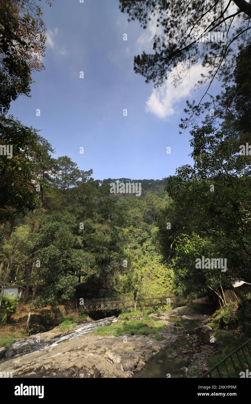 Image showing lush forests in tropical areas Stock Photo - Alamy