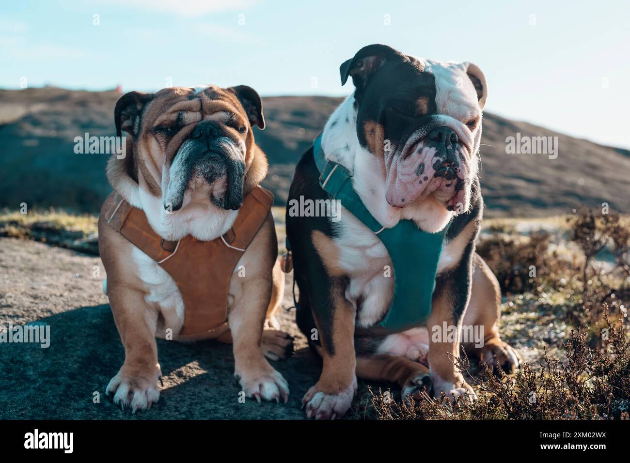 British bulldog dog dogs canine animal hi-res stock photography and ...