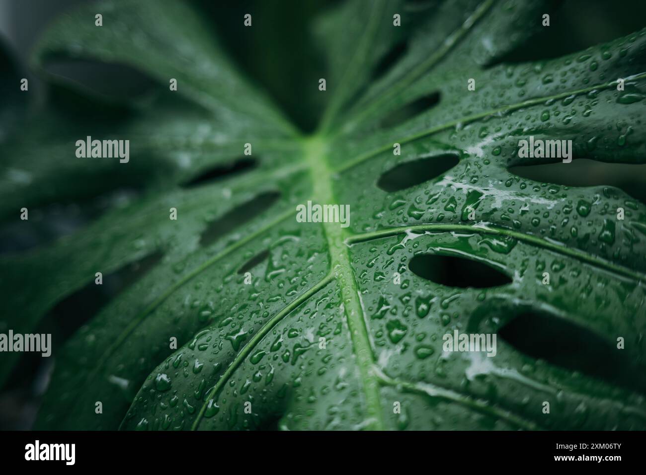 close up of a monstera leaf with water drop isolated on white background,  Guttation of housplants concept Stock Photo - Alamy
