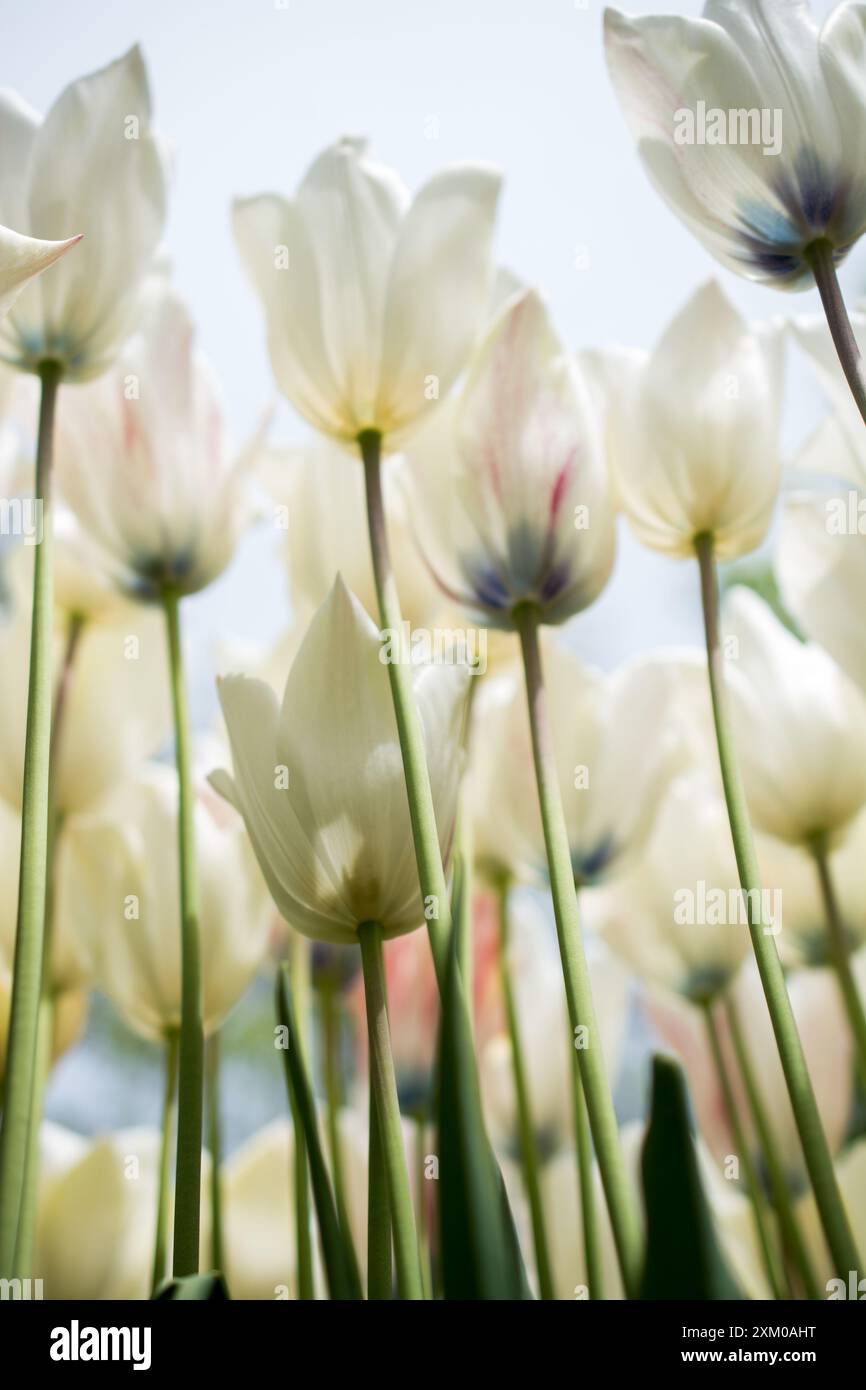 Blooming colorful tulip flowers in garden as floral background Stock ...