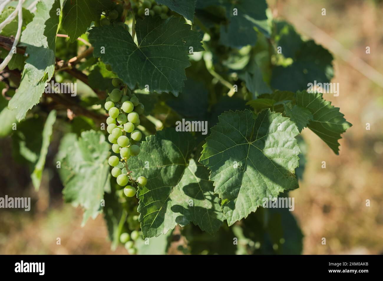 Grape Production Ripe Private production hi-res stock photography and images - Alamy