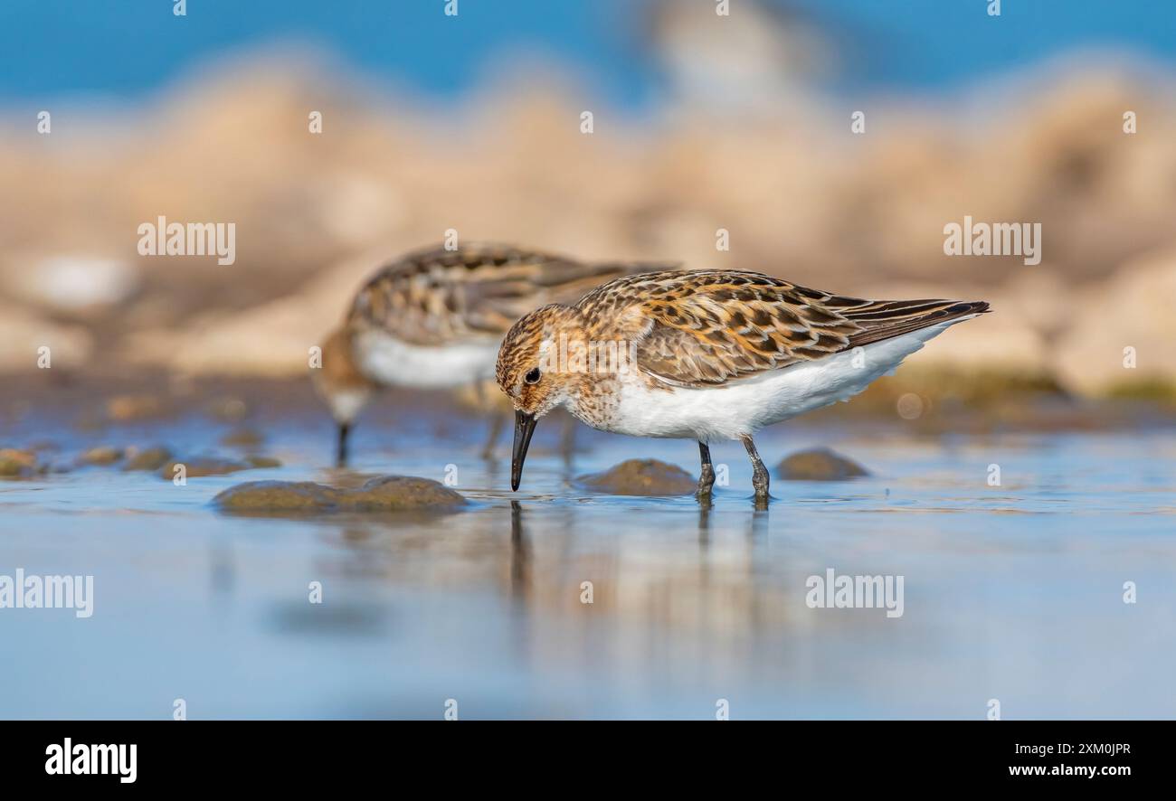 Little stint (Calidris minuta) is a wetland bird that lives in the ...