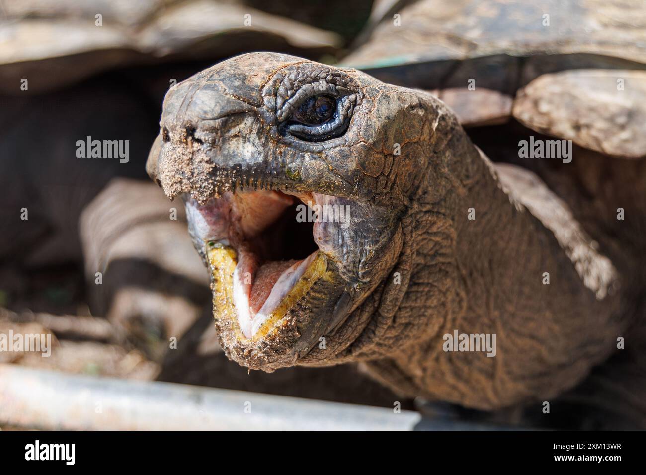 Nahaufnahme einer Schildkröte mit lachendem Gesichtsausdruck Stock Photo