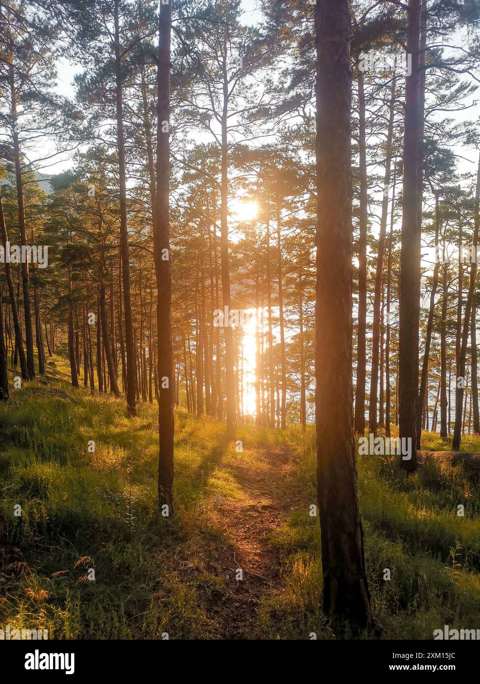 Shiny sunset in pine forest hi-res stock photography and images - Alamy