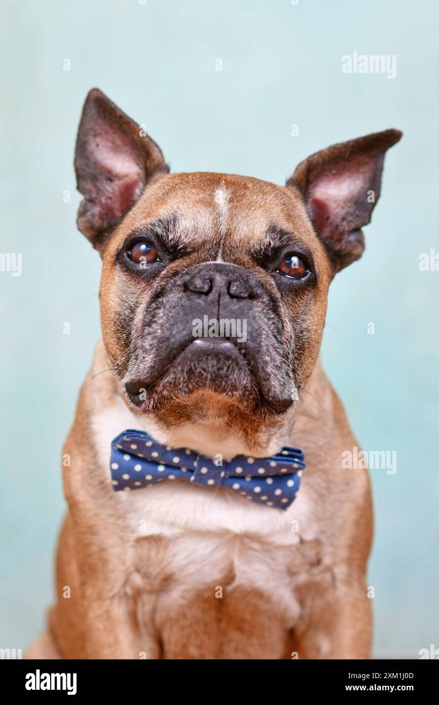 Portrait of cute fawn French Bulldog dog with blue bow tie in front of pastel blue studio background Stock Photo