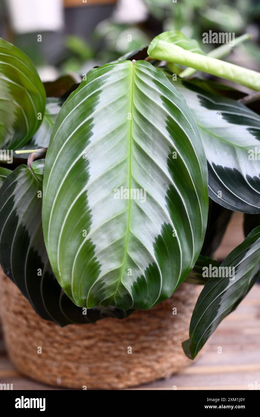 elefantenohr bestellen Elefantenohr Alocasia 'Stingray'