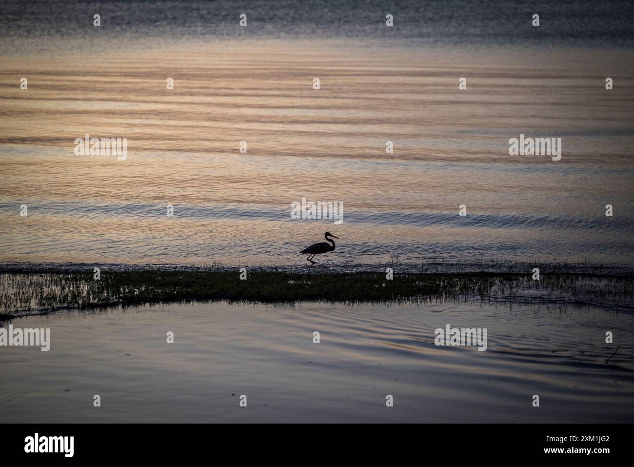 Great blue heron, at twilight at Lake Nicaragua, Ometepe island, Rivas Department, Nicaragua Stock Photo