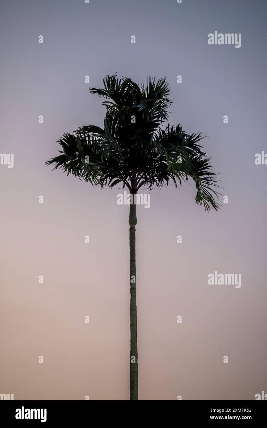 Palm tree, Panama City, Panama, Central America Stock Photo