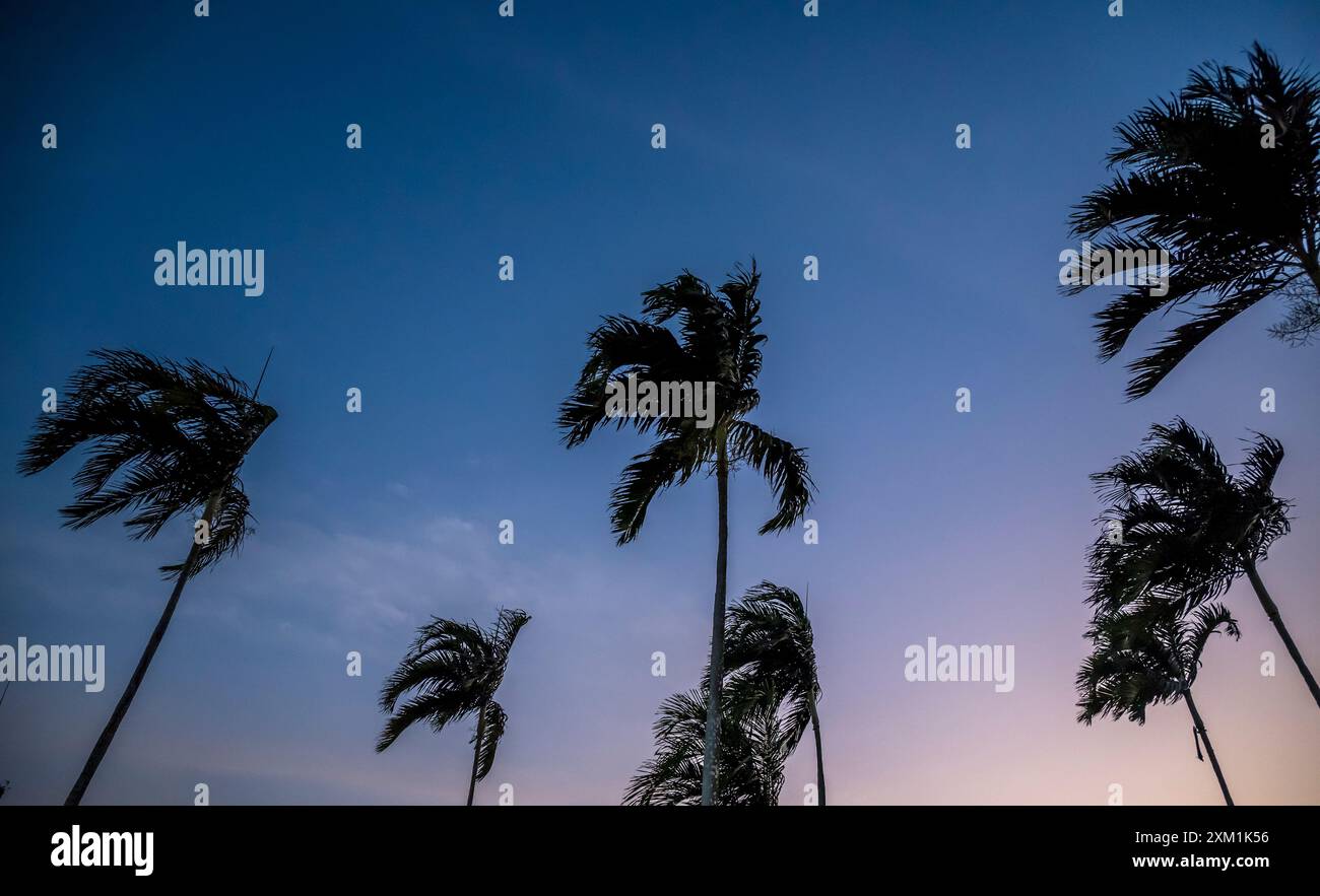 Palm trees, Panama City, Panama, Central America Stock Photo