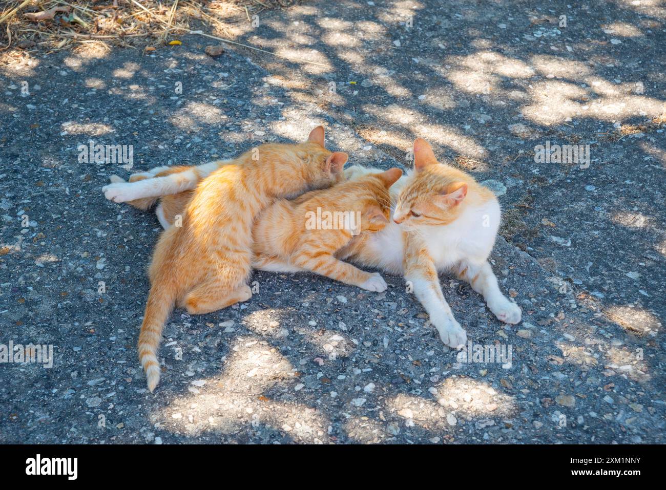 Female mother tabby cat hi-res stock photography and images - Alamy