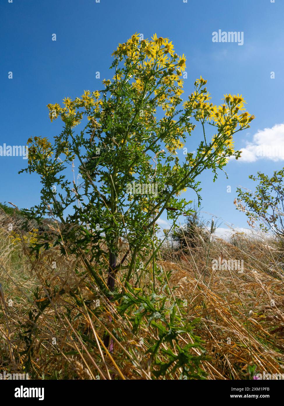 Common ragwort Scientific name: Senecio jacobaea Stock Photo - Alamy