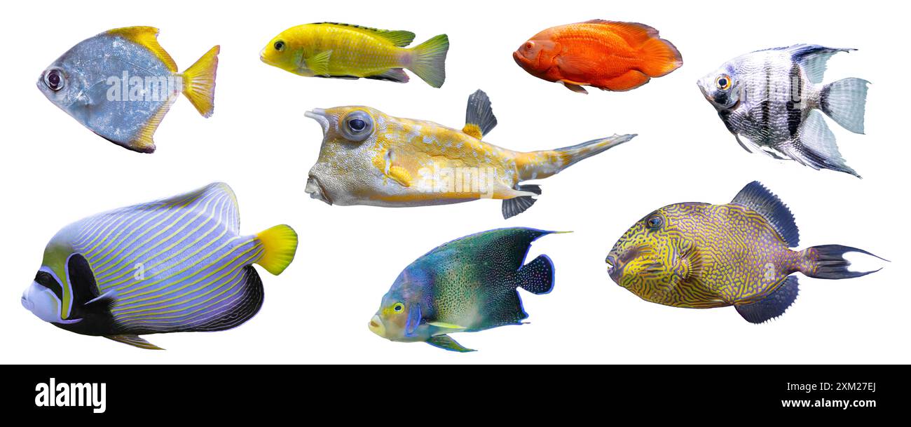 Colorful set collection fish aquatic hi res stock photography and images Alamy
