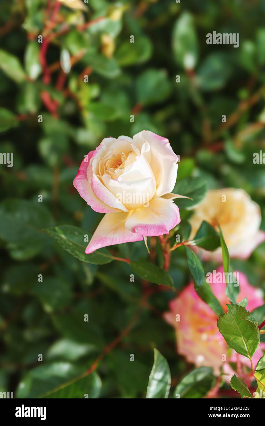 Yellow rose blooming bush close hi-res stock photography and images - Alamy