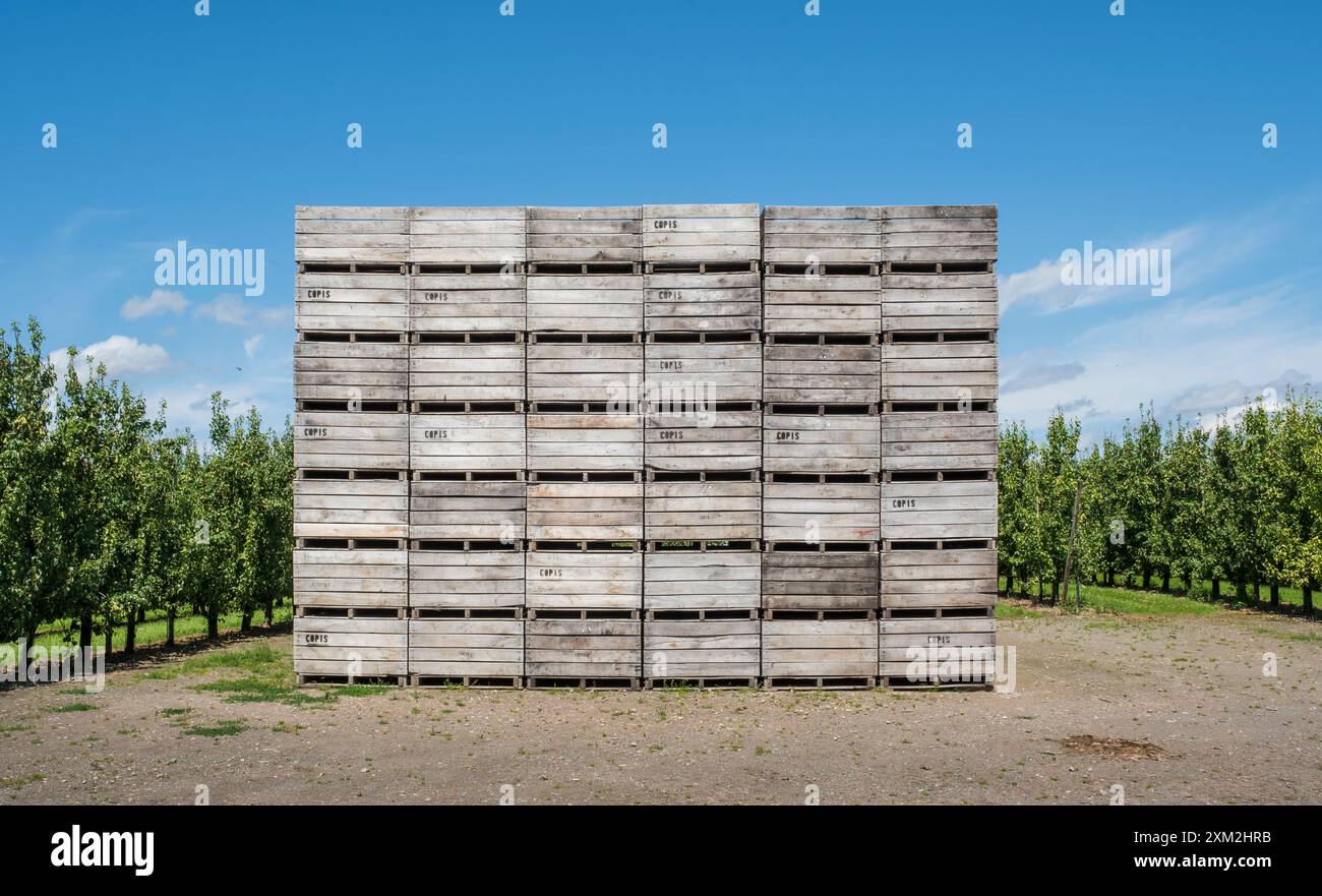 Kisten fŸr die Birnenernte in einer Birnenplantage  bei Borgloon in der Provinz Limburg in Belgien *** oxes for harvesting pears in a pear orchard nea Stock Photo