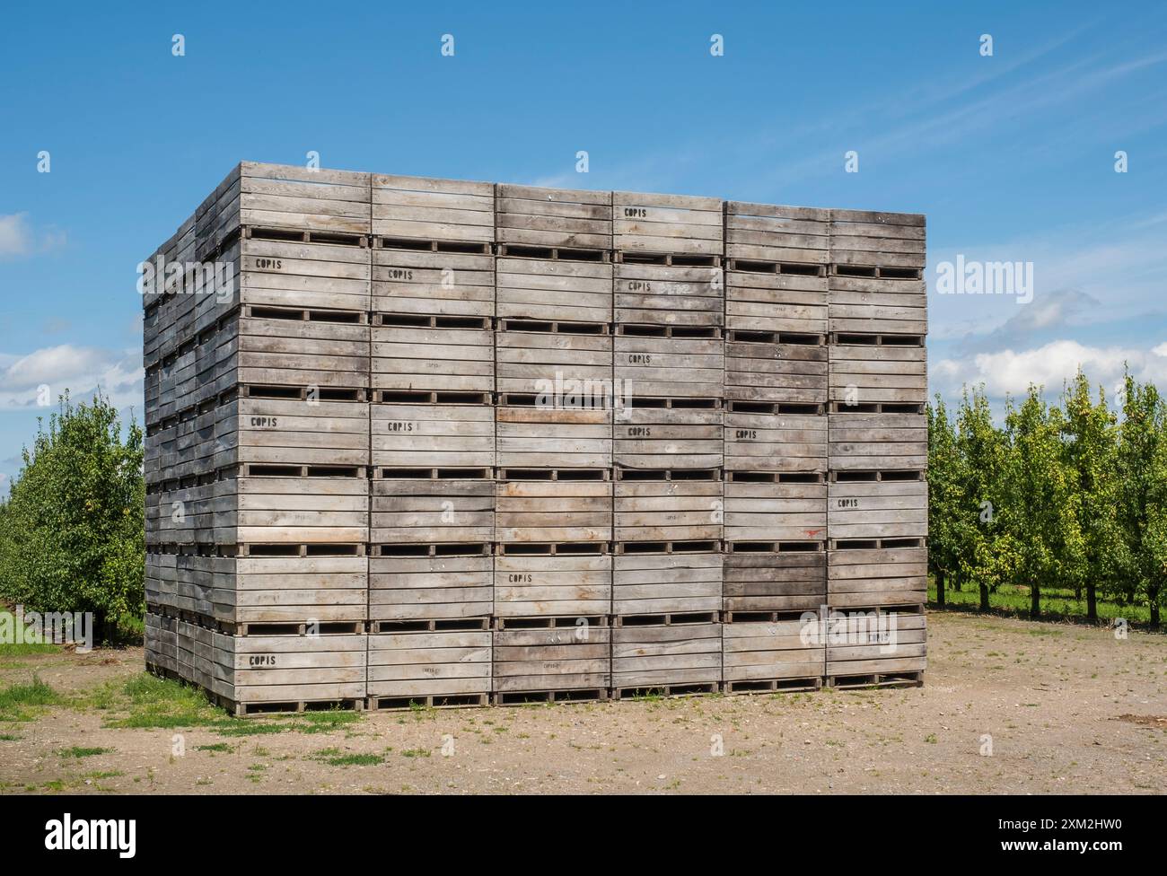 Kisten fŸr die Birnenernte in einer Birnenplantage  bei Borgloon in der Provinz Limburg in Belgien *** oxes for harvesting pears in a pear orchard nea Stock Photo