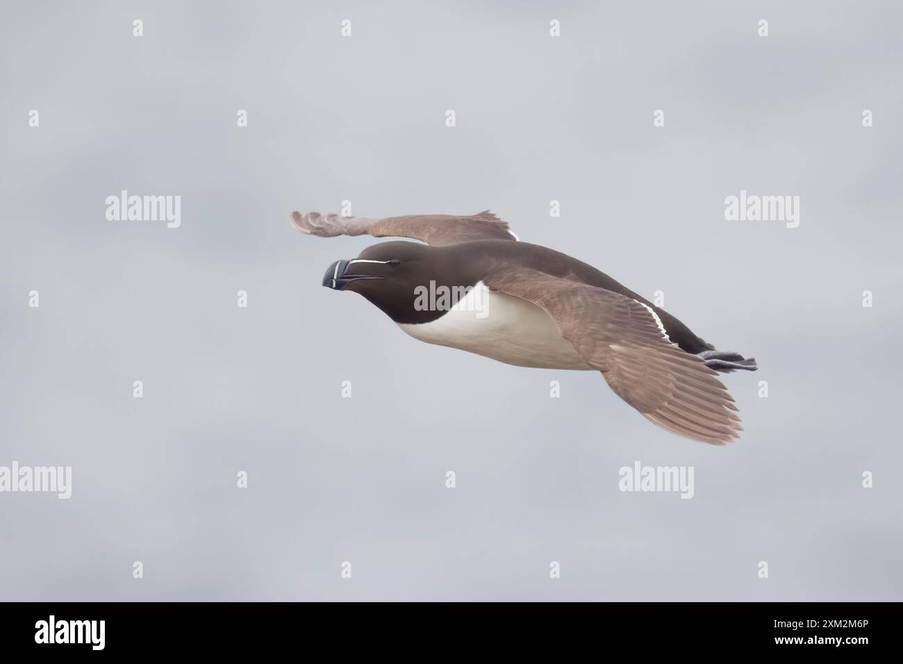 Razorbill in flight on Skokholm Pembrokeshire UK Stock Photo - Alamy