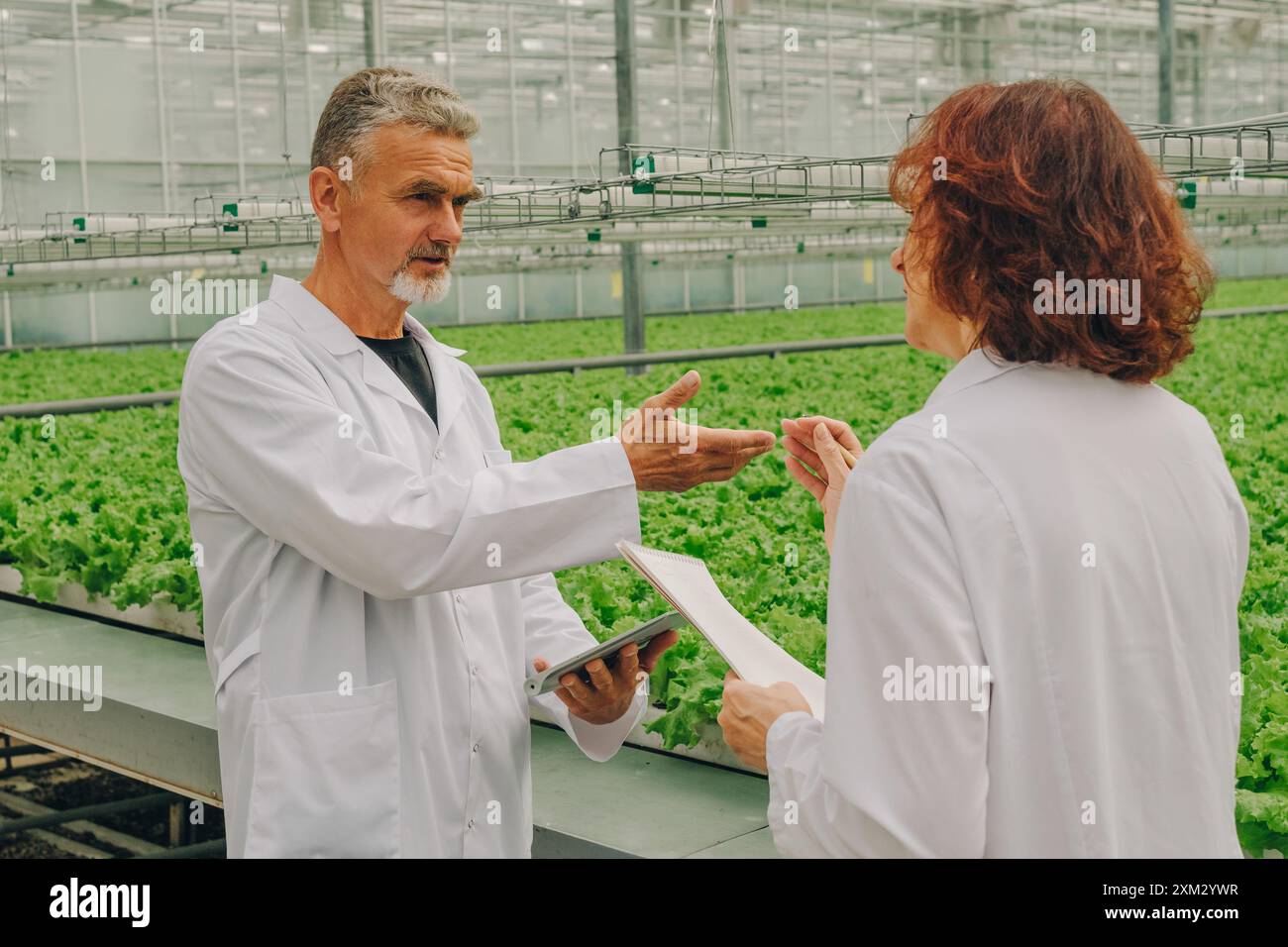 Team of botanists, biologists discusses concept of developing healthy food industry. Scientists in greenhouse with growing lettuce, herbs, vegetable Stock Photo