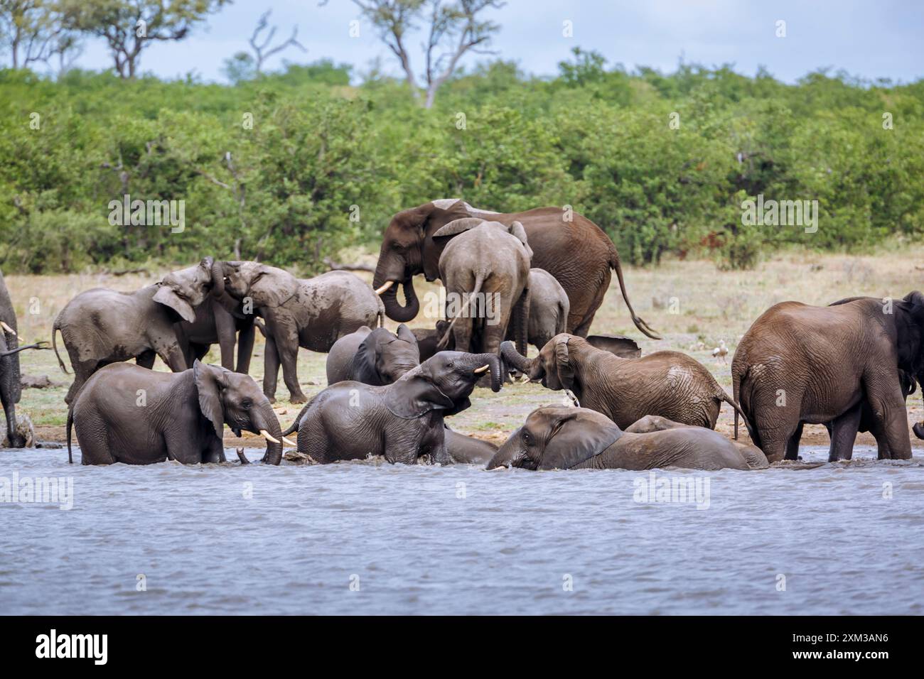 African Bush Elephant Herd Playing In Water In Kruger National Park african-bush-elephant-herd-playing-in-water-in-kruger-national-park