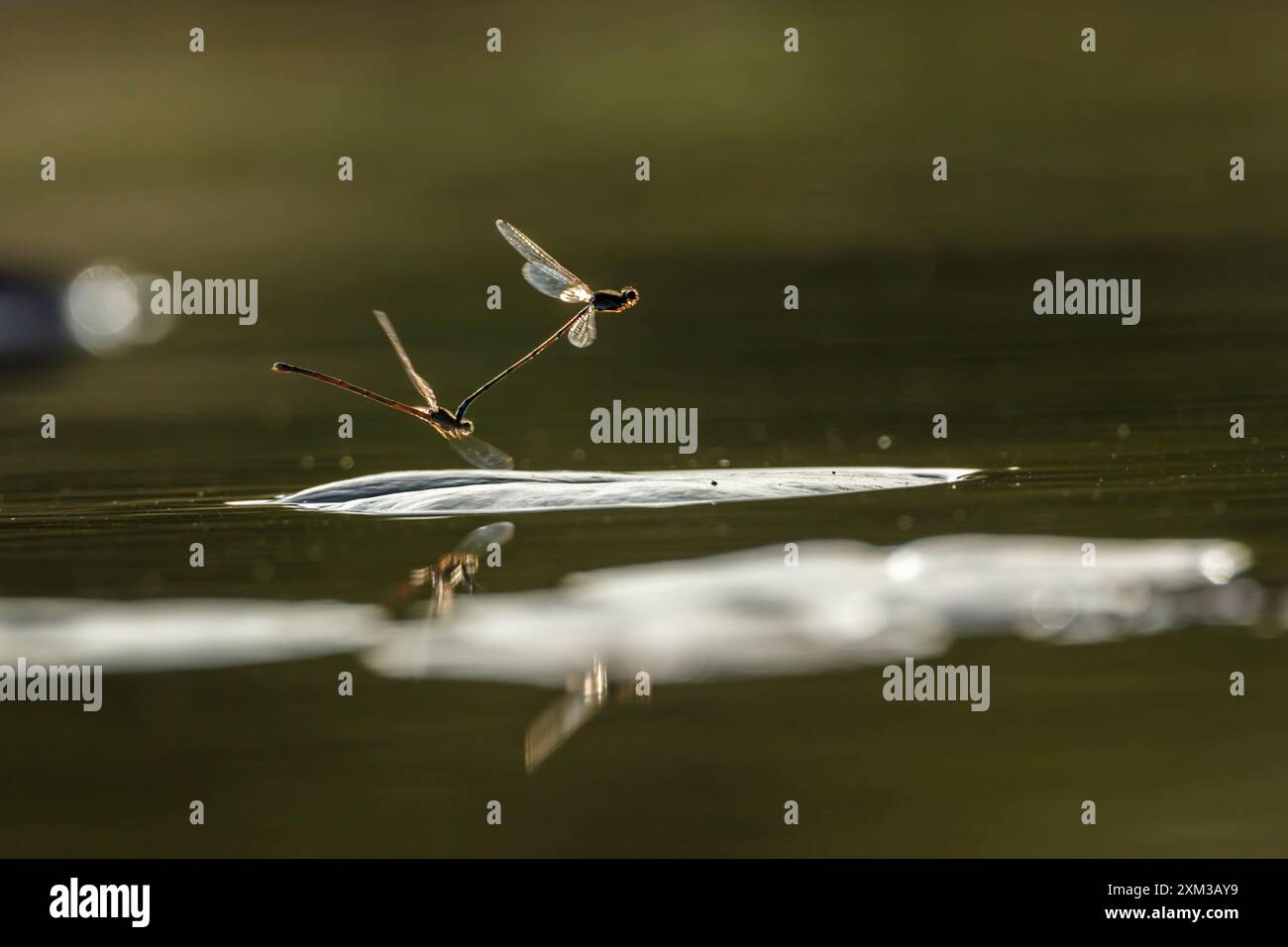 Mating of dragonfly over the water with reflection in Kruger National park, South Africa Stock Photo