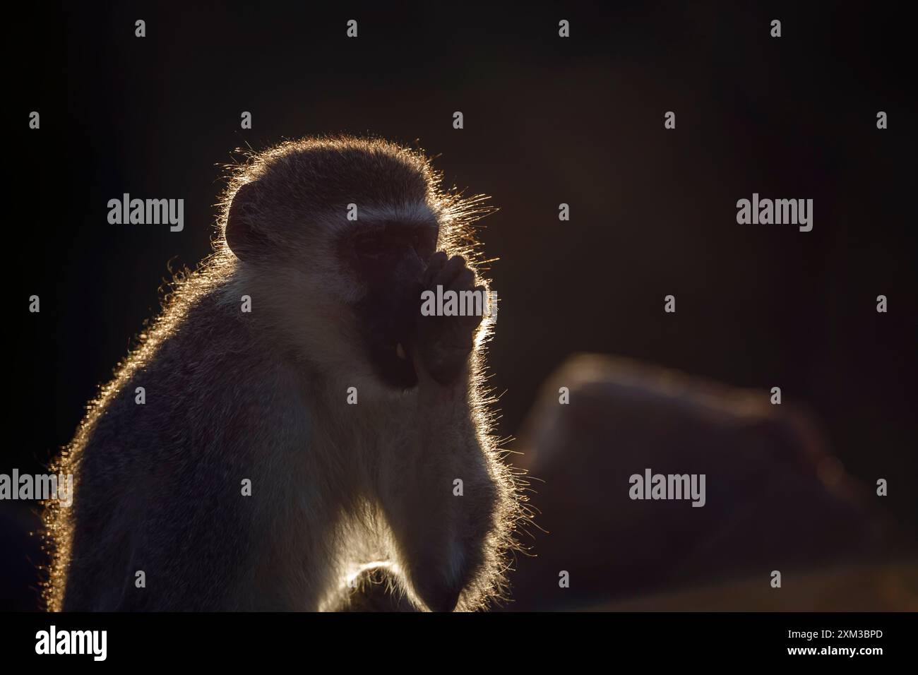 Vervet monkey portrait in backlit sucking his thumb in Kruger National ...