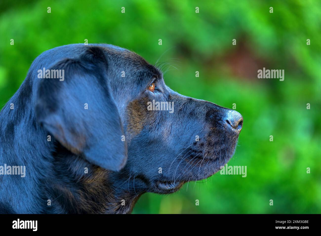 Portrait of a Labrador Retriever Stock Photo