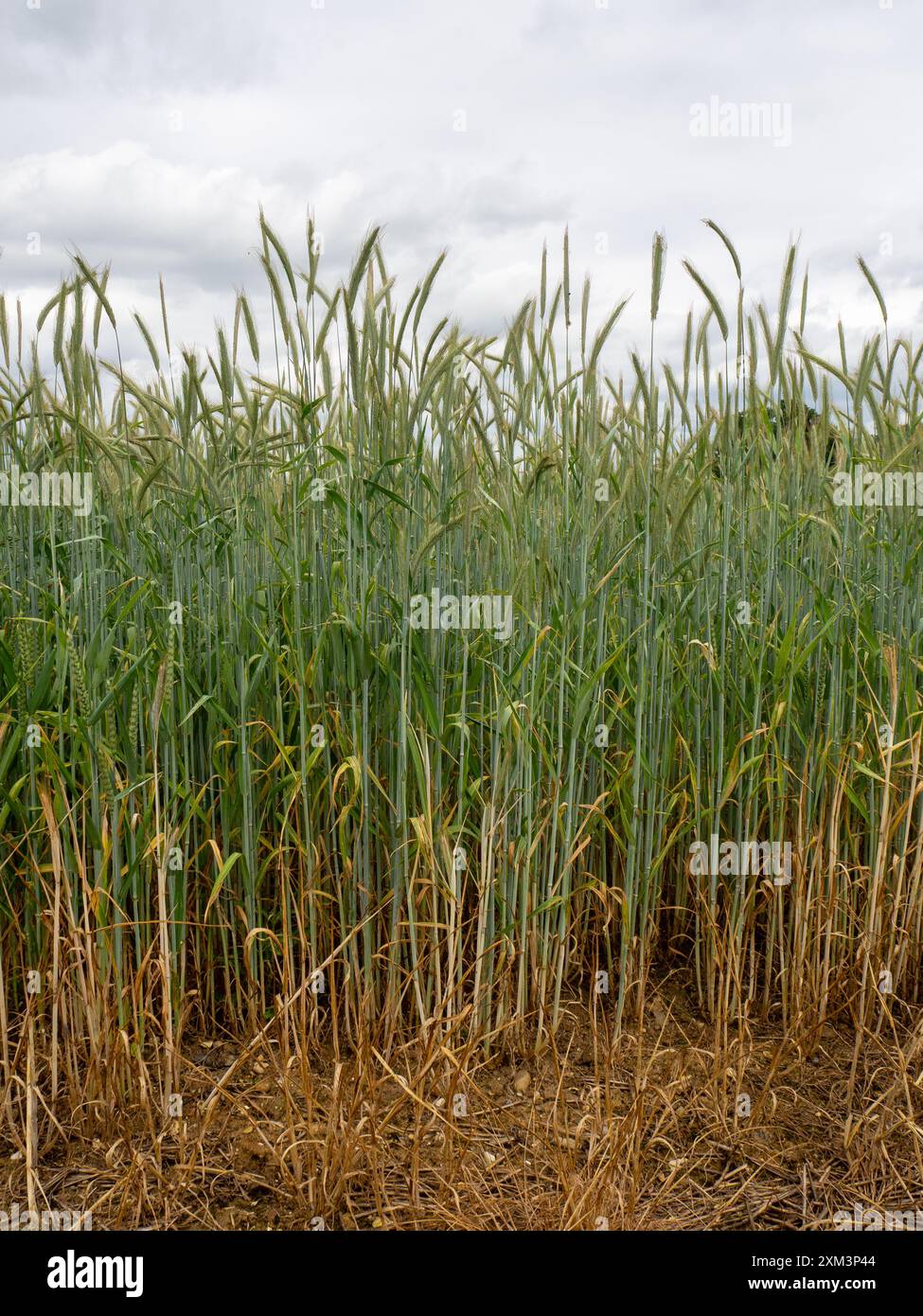 Rye, ripening energy crop Stock Photo